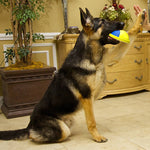 Indoor Gliding Squeaky Dog Toy