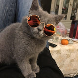 CAT & DOG Glasses