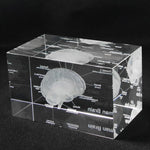 Human Brain Diagram Crystal Cube