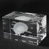 Human Brain Diagram Crystal Cube
