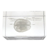 Human Brain Diagram Crystal Cube