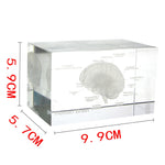Human Brain Diagram Crystal Cube