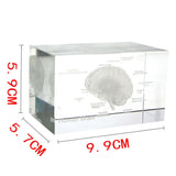 Human Brain Diagram Crystal Cube