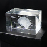 Human Brain Diagram Crystal Cube