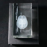 Human Brain Diagram Crystal Cube