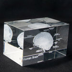 Human Brain Diagram Crystal Cube