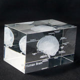 Human Brain Diagram Crystal Cube