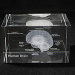 Human Brain Diagram Crystal Cube
