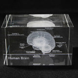 Human Brain Diagram Crystal Cube