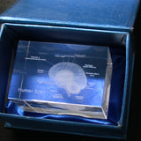 Human Brain Diagram Crystal Cube