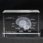 Human Brain Diagram Crystal Cube