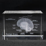 Human Brain Diagram Crystal Cube