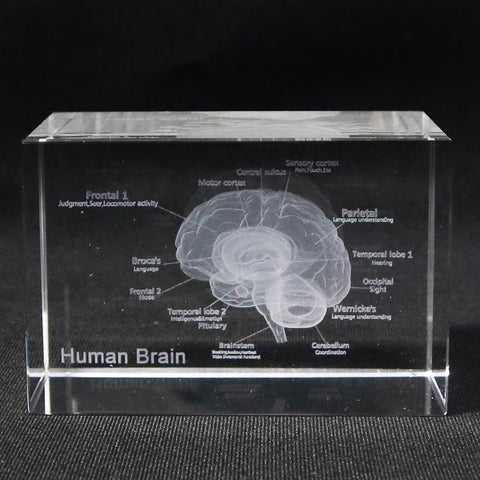 Human Brain Diagram Crystal Cube