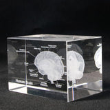 Human Brain Diagram Crystal Cube