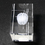 Human Brain Diagram Crystal Cube