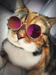 CAT & DOG Glasses