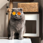 CAT & DOG Glasses