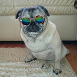 CAT & DOG Glasses